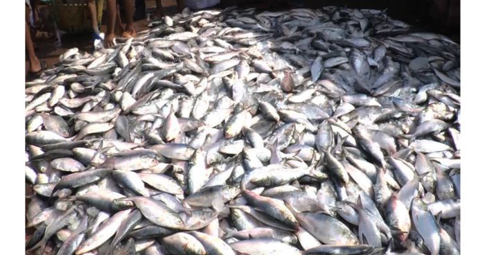 কক্সবাজার উপকূলে ইলিশের ছড়াছড়ি