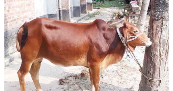 চোর সহ চোরাই গরু উদ্ধার করে বিপাকে পড়েছে পুলিশ