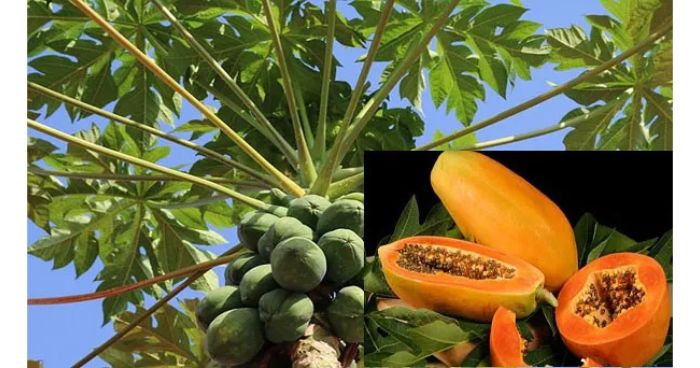 পেঁপে খাওয়া যাদের জন্য বিপজ্জনক