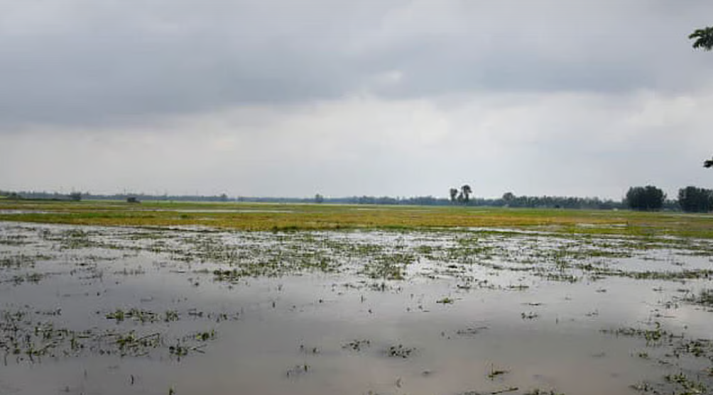 বগুড়ায় হবে ৪০০ একরের শিল্পপার্ক: বাণিজ্যমন্ত্রী